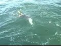 Tarpon fishing in Boca Grande Tarpon fishing in Boca Grande
