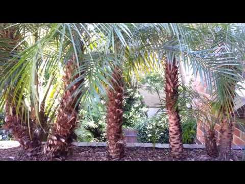 how to transplant a dwarf date palm