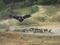 Voltors als Ports de Beseit