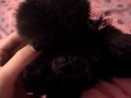 7lovelywebkinz collab results!