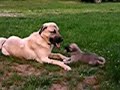 Anatolian   Shepherd  Pups 5 wks. old
