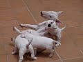 puppies BULL TERRIER puppies BULL TERRIER