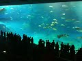 Okinawa Aqaurium