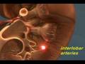 Kidney Model - Blood Circulation.avi
