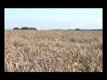 Europe Meets Bioethanol Demand