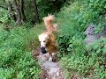De hond Chef en de rugzak op een bergwandeling