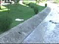 I vdekur apo i pastrehe - Nga Ervjon Cara ( Niko Kuri )
