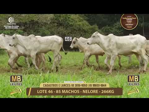 11� LEIL�O FAM�LIA LUCIANO DUARTE E CONVIDADOS