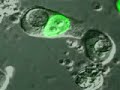 Apoptosis, Nuclear Lamina