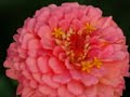 SUMMER FLOWERS @ Ft Tryon Park (Vivaldi-4 Seasons: Summer)