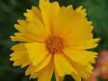 SUMMER FLOWERS @ Ft Tryon Park (Vivaldi-4 Seasons: Summer)