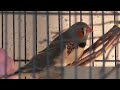 Click here to watch this video 2nd Nest out Flying around! HD