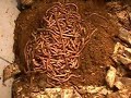 Vermicomposting with Europeon Night Crawlers #1 Vermicomposting with Europeon Night Crawlers #1