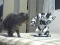 Cats beat ROBOSAPIEN.