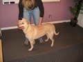 Equine and Canine Massage Therapy