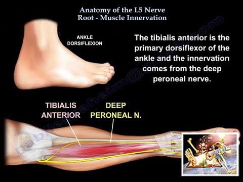 Anatomy of L5 Nerve Root Muscle Innervation – Dr. Nabil Ebraheim's Blog