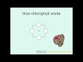 How Chlorophyll Works