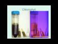 How Chlorophyll Works