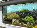 Waikiki Aquarium, Pt.