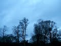 noisey crows at belvoir park belfast