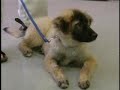 WXII 12 Pet of the Week: Aug. 22 WXII 12 Pet of the Week: Aug. 22