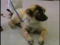WXII 12 Pet of the Week: Aug. 22