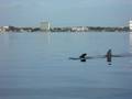 Dolphin Encounter in my Hobie Adventure Island