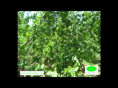 how to fertilize apricot trees