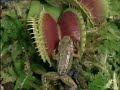 venus-fly-trap-eating-a-spider.html