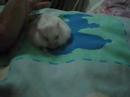 Jassiez, my tamest hamster