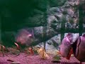 6 - Piranha cariba swimming