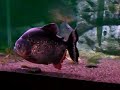 6 - Piranha cariba swimming