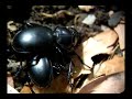 Lucha por apareamiento Cnemalobus (Coleoptera:carabidae) Lucha por apareamiento Cnemalobus (Coleoptera:carabidae)