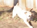 the Puggle Brothers Pt 2
