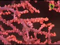pygmy seahorse pygmy seahorse