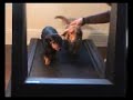 Dogs do workout too! Dogs do workout too!