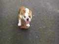 Tokyo Skateboarding Bulldog Bazooka