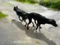 Dog is GAY