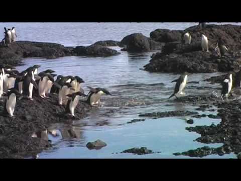 Southern Ocean 2006 - Brown Bluff, ...
