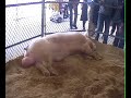 Large Pig Testicles