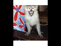 talking monkey malta tal gibu l hawn talking monkey malta tal gibu l hawn