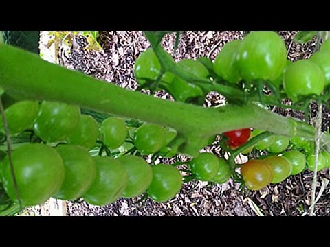 how to fertilize tomatoes organically