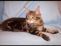 MAINE COON KITTENS