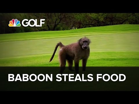 Baboon steals food from Golf Channel camera crew during tournament