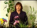How to Care for House Plants : How to Care for Tropical House Plants How to Care for House Plants : How to Care for Tropical House Plants