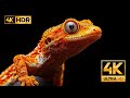 STUNNING 4K NATURE ULTRA HD 60FPS FEATURED CA ..
