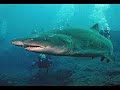 South Africa Video