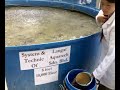Effective system to grow catfish (clarias batrichus)