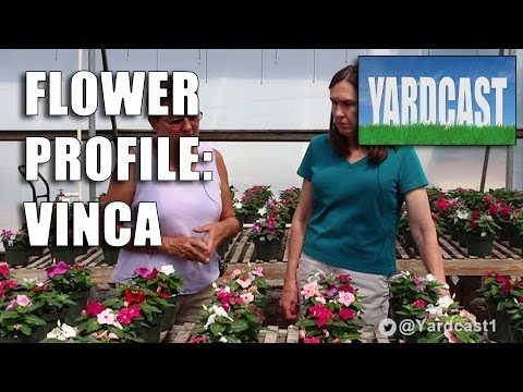 how to fertilize vinca