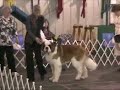 New England St. Bernard Club specialty BOB AM 2008 New England St. Bernard Club specialty BOB AM 2008